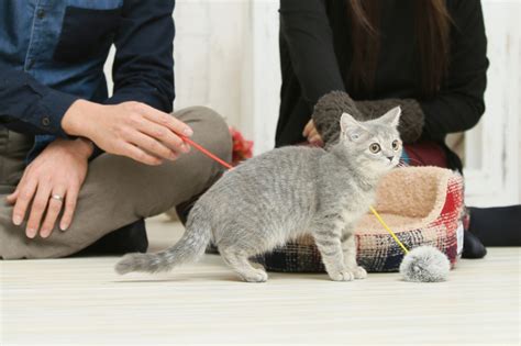 猫 風水|風水的にはどう？運気の上がる猫の飼い方で幸せを呼。